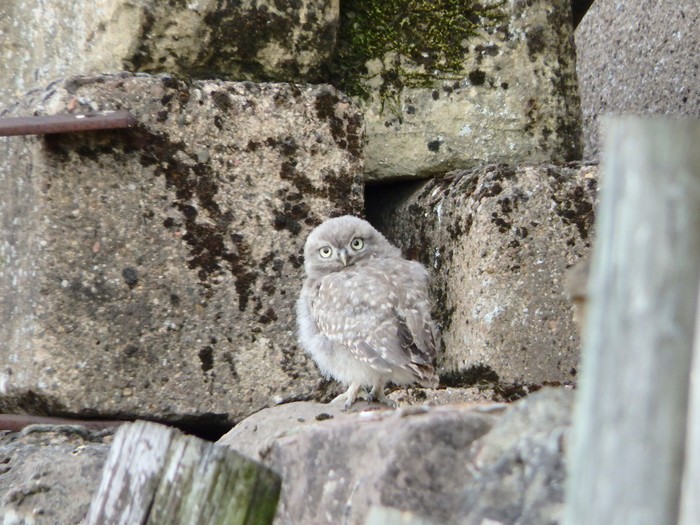 Little Owl