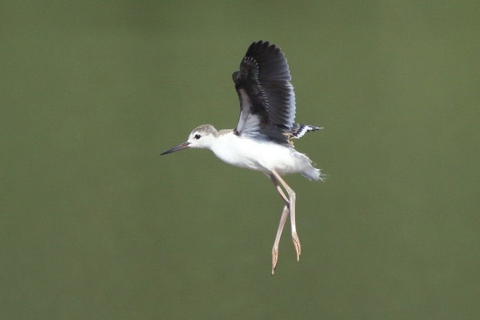 Black-winged Stilt
