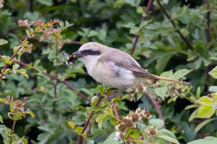 Turkestan Shrike