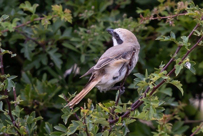 Turkestan Shrike