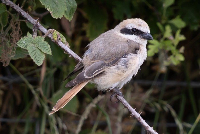 Turkestan Shrike