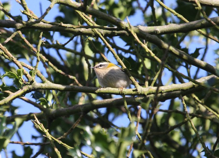 Firecrest