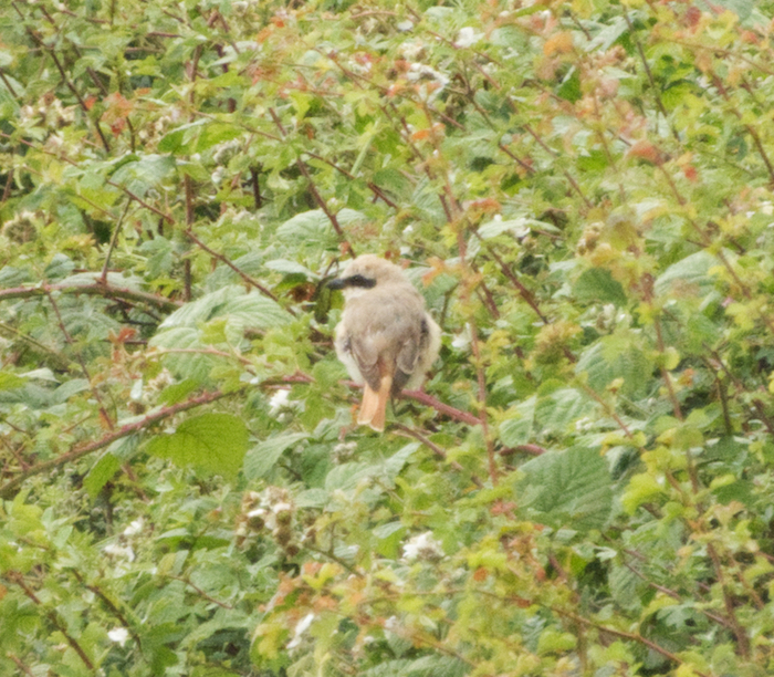 Turkestan Shrike
