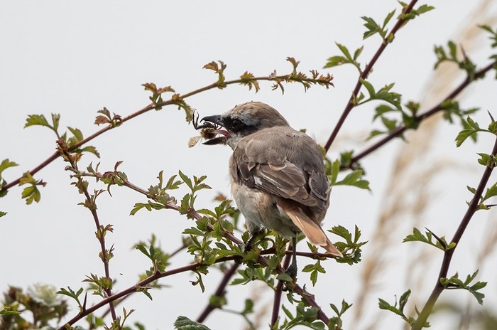 Turkestan Shrike
