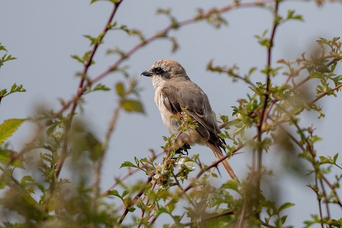 Turkestan Shrike