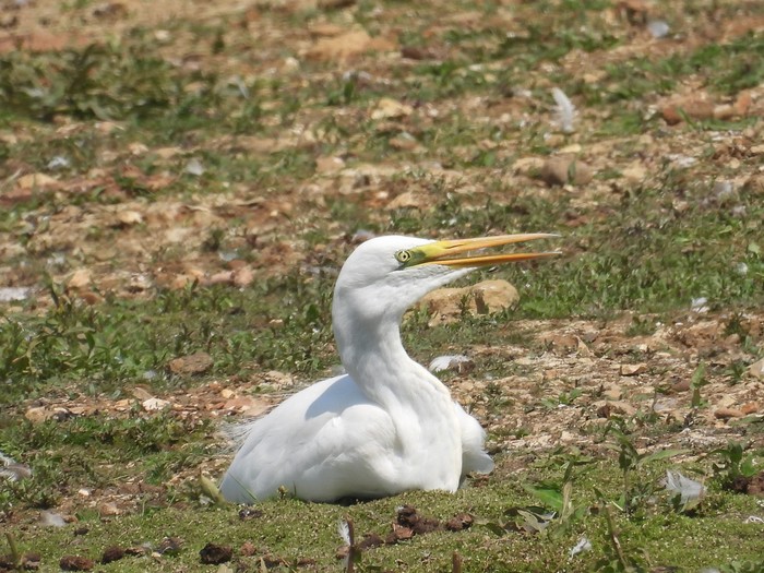 Great White Egret
