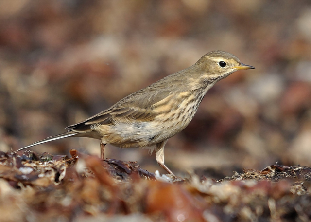 Buff-bellied Pipit
