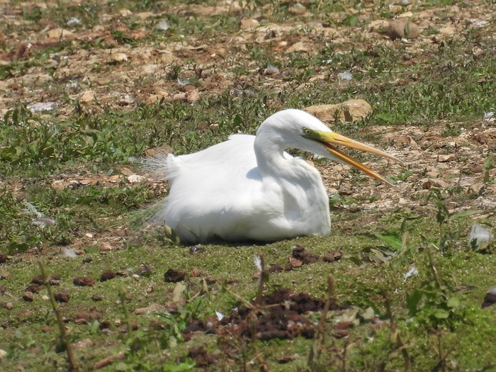 Great White Egret