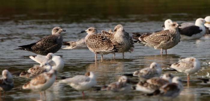 Yellow-legged Gull