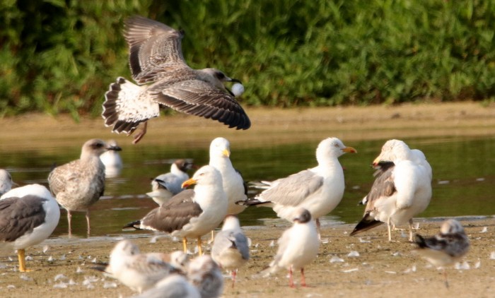 Yellow-legged Gull