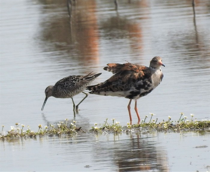 Stilt Sandpiper