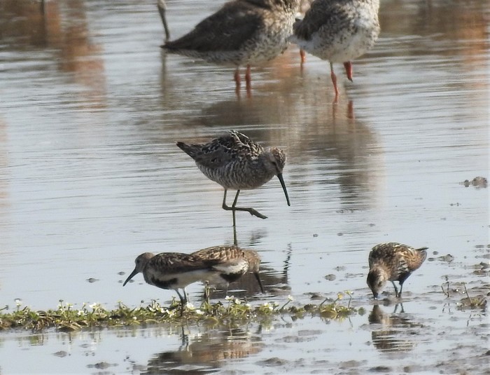 Stilt Sandpiper