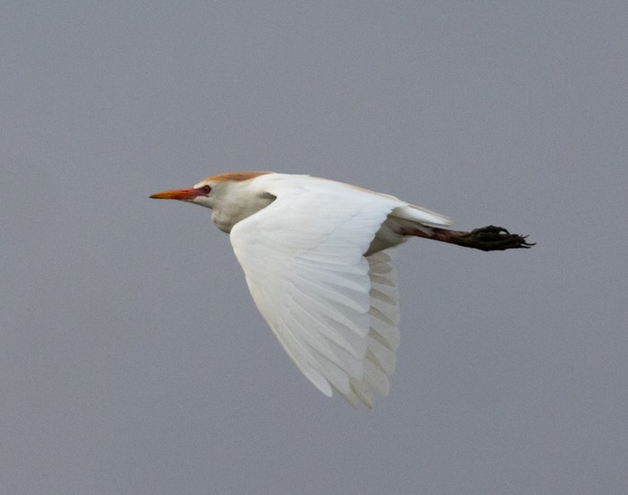 Cattle Egret