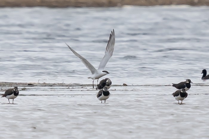Gull-billed Tern