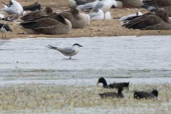 Gull-billed Tern