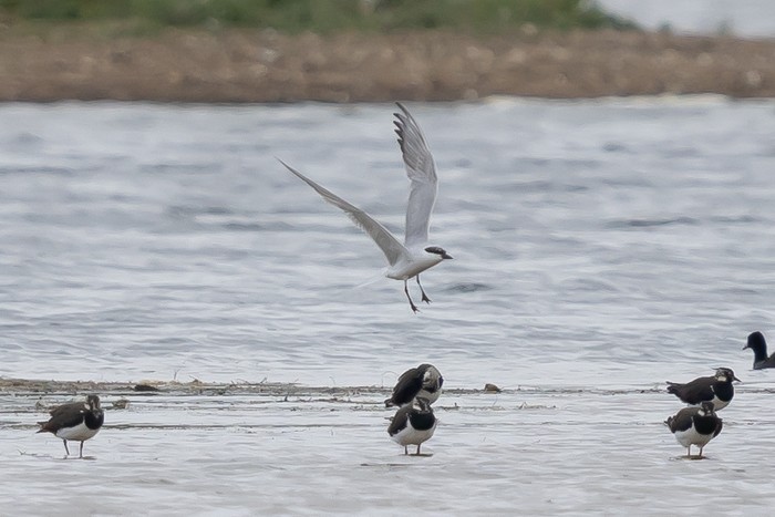 Gull-billed Tern