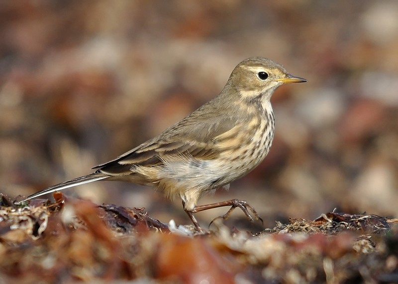 Buff-bellied Pipit