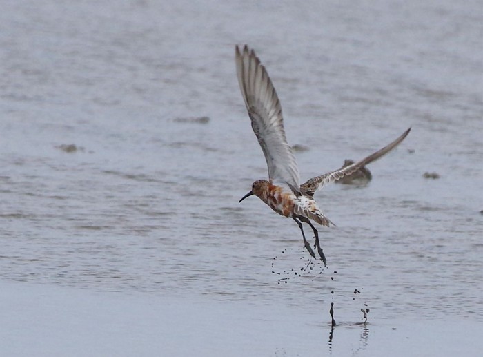 Curlew Sandpiper