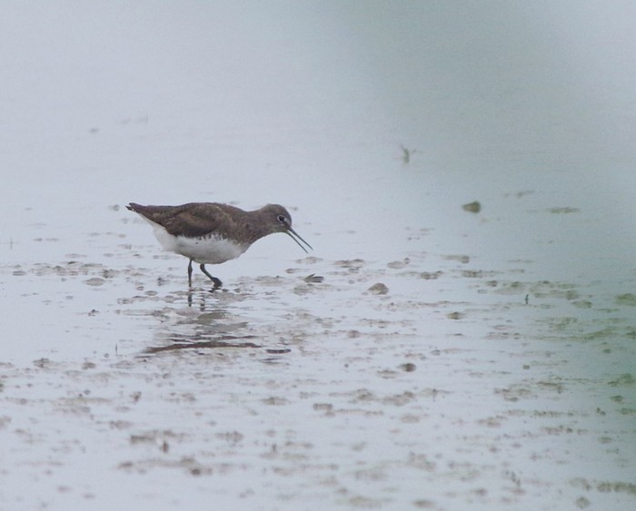 Green Sandpiper