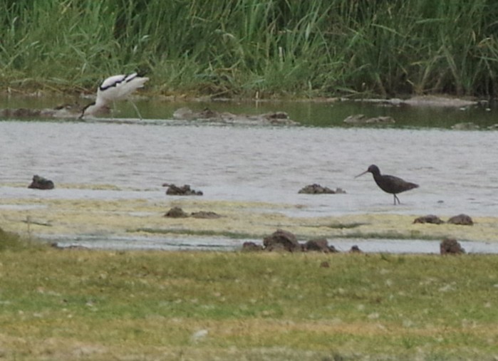 Spotted Redshank