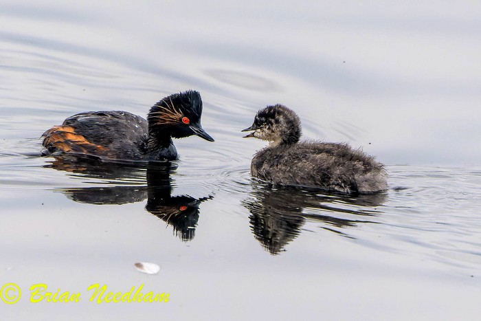 Black-necked Grebe