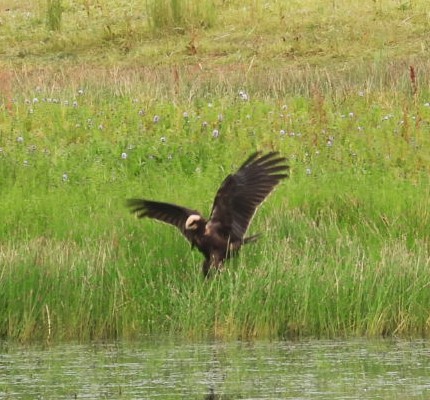 Marsh Harrier