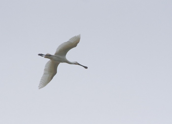 Spoonbill