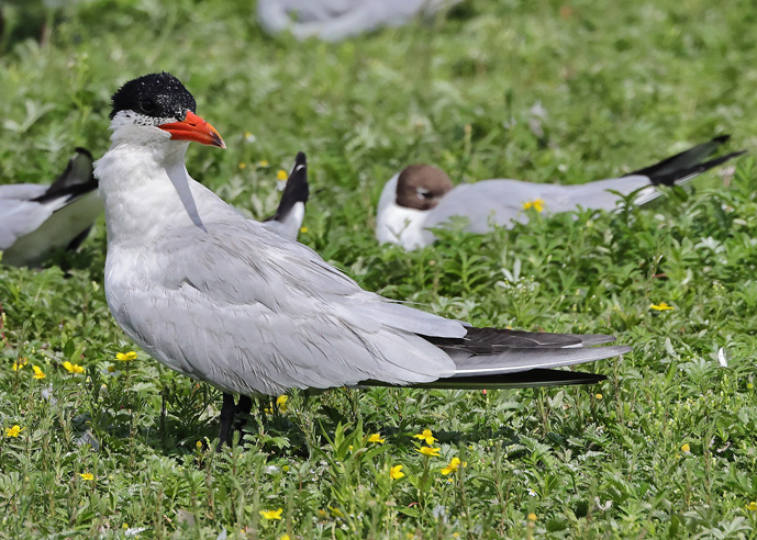Caspian Tern