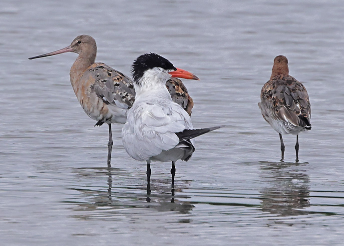 Caspian Tern
