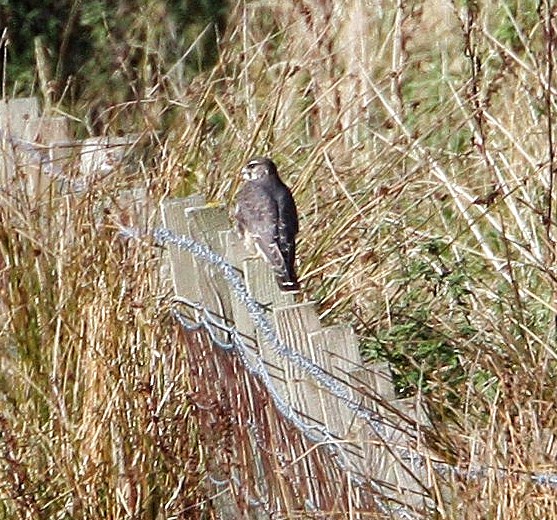 Merlin