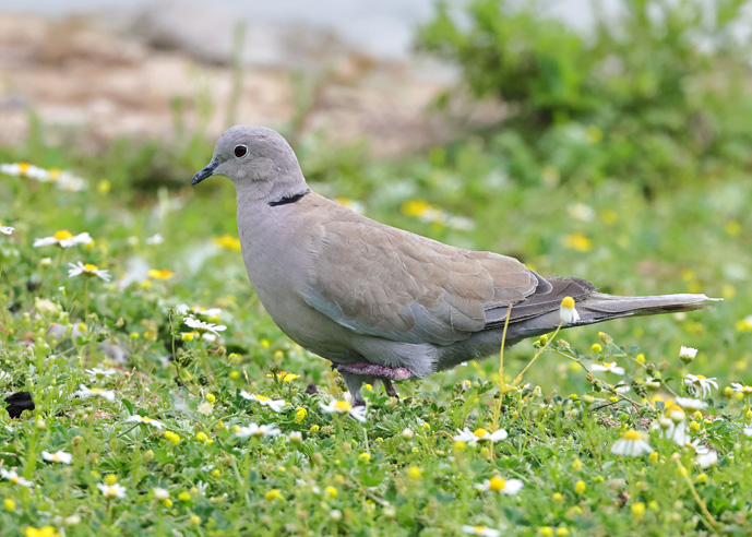Collared Dove