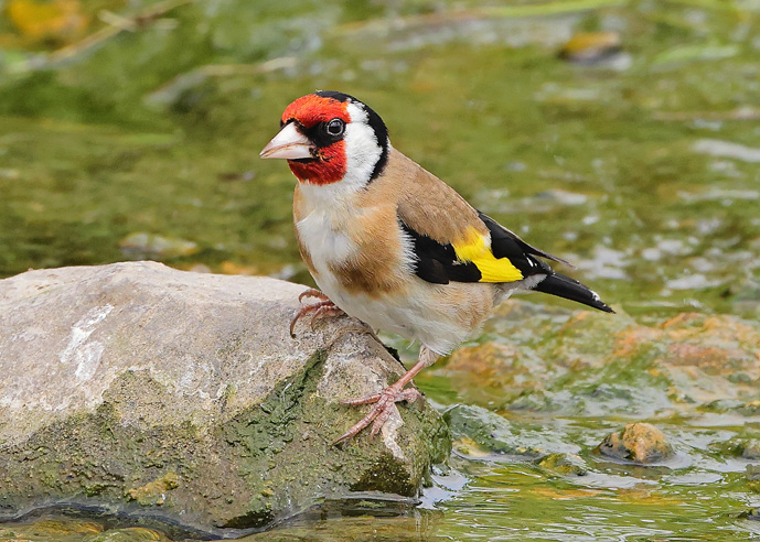 Goldfinch