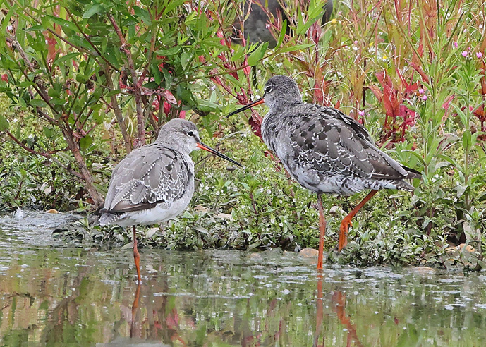 Spotted Redshank