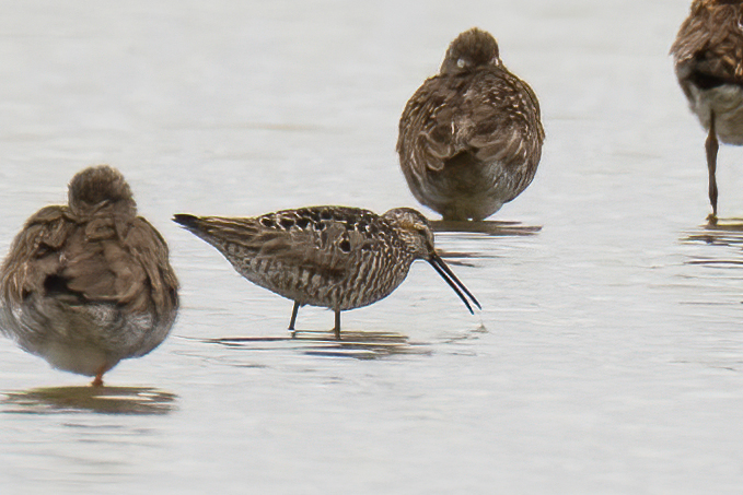 Stilt Sandpiper