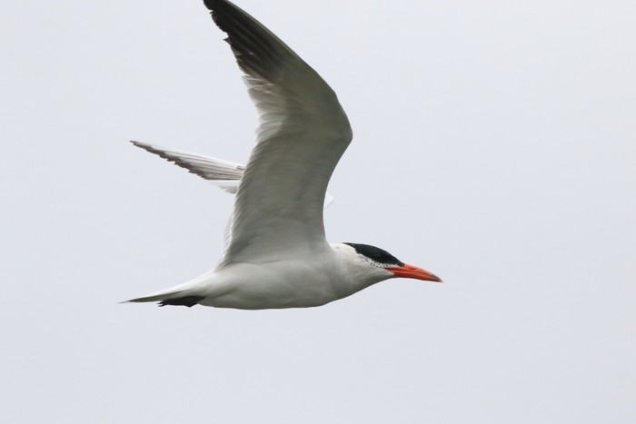 Caspian Tern