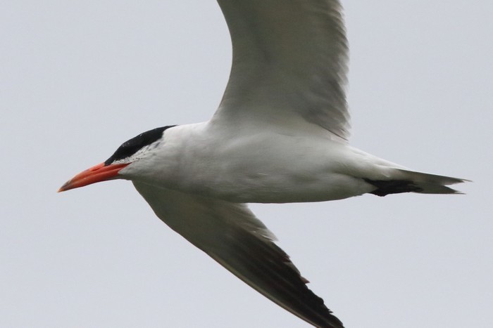 Caspian Tern
