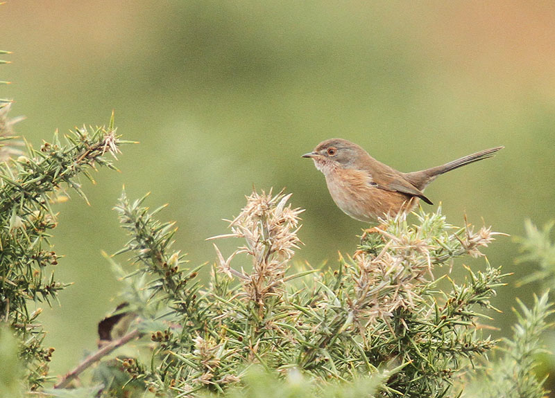 Dartford Warbler