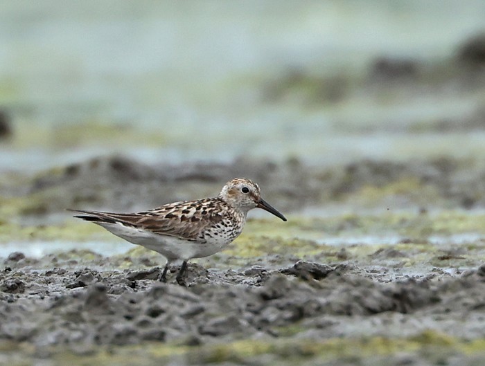 White-rumped Sandpiper