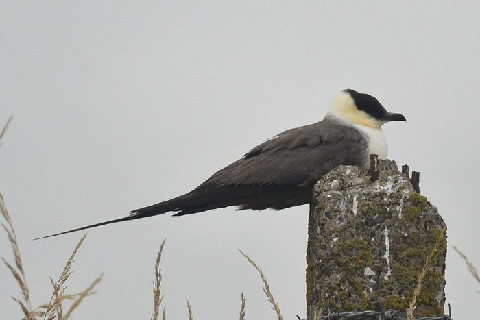 Long-tailed Skua