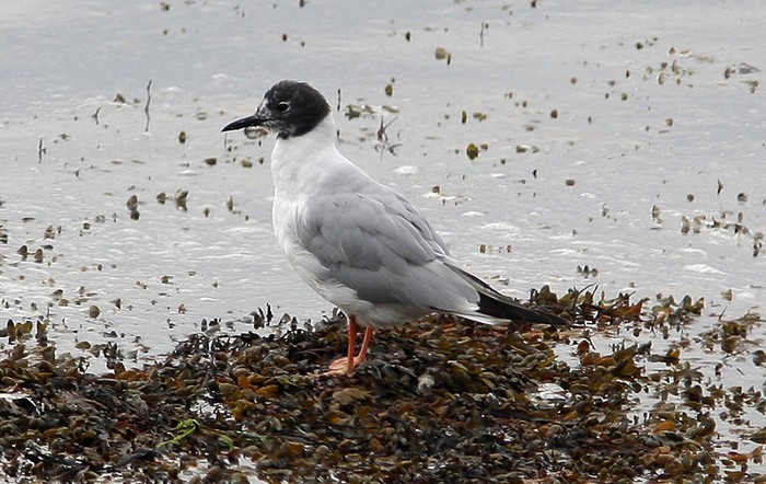 Bonaparte's Gull