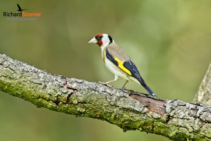 Goldfinch