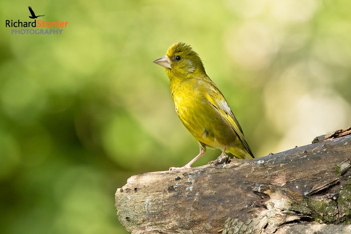 Greenfinch