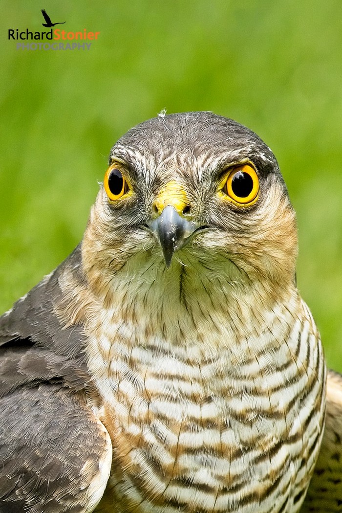 Sparrowhawk