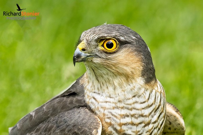 Sparrowhawk