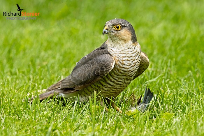 Sparrowhawk