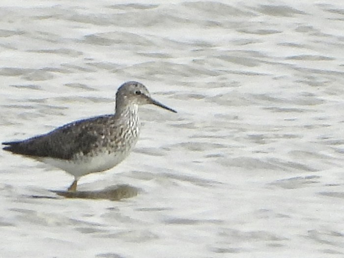 Lesser Yellowlegs
