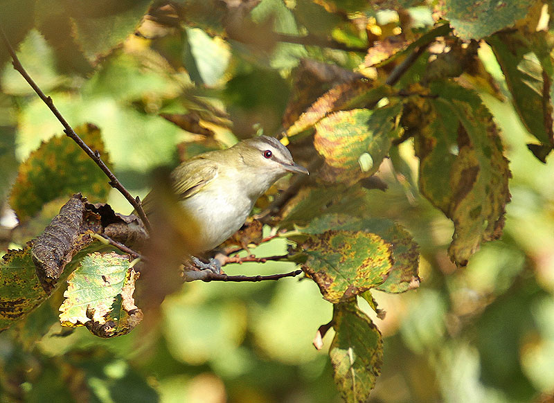 Red-eyed Vireo