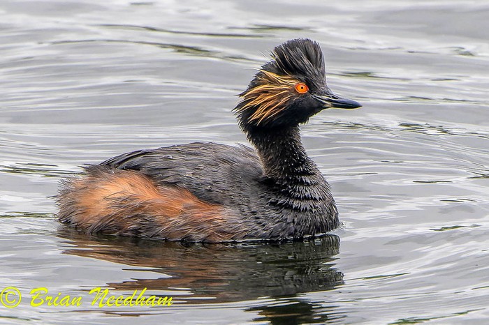 Black-necked Grebe