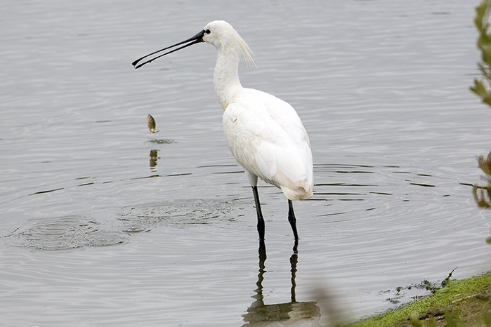 Spoonbill