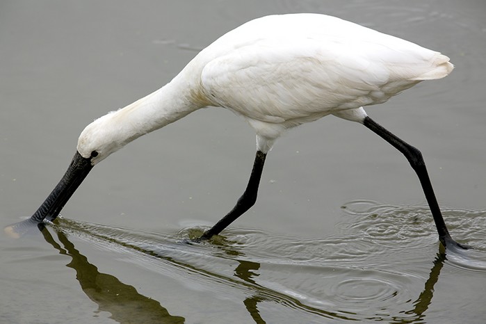 Spoonbill